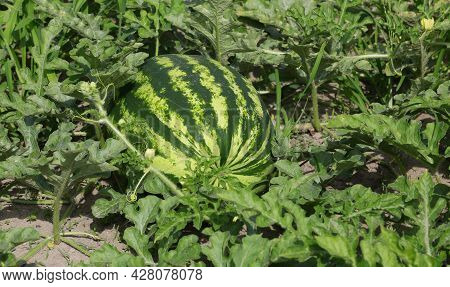 Big Ripe Green Watermelon In The Field With Very Fertile Sandy Soil