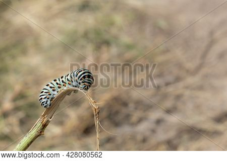Caterpillar - Larva Of Butterfly Black Swallowtail. Lat. - Papilio Polyxenes. Against Background Of 