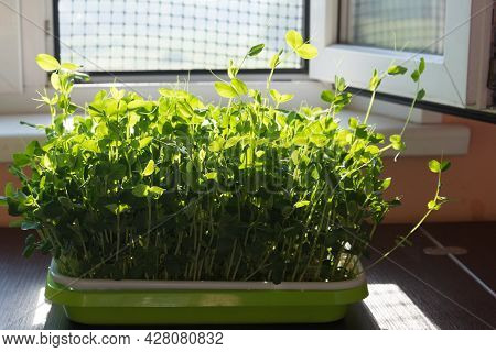 Germination Of Seeds In A Special Tray. Tray With Grid For Microgreening. Pea Seeds With Sprouts, Su
