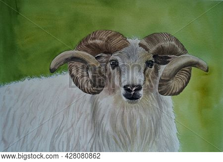 White Ram With Twisted Horns On A Bright Green Background. Original Watercolor Painting