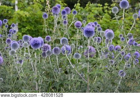 Globe Thistle Thornbush Flower Head.bumblebee Pollinating Blue Spherical Flower Head Of Echinops Com