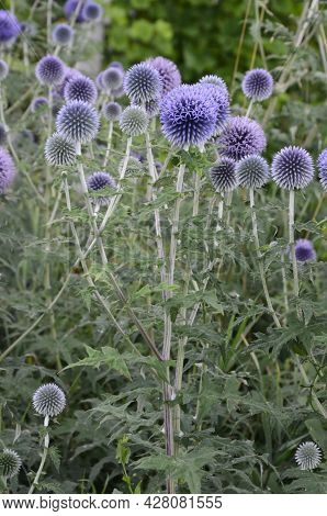 Globe Thistle Thornbush Flower Head.bumblebee Pollinating Blue Spherical Flower Head Of Echinops Com