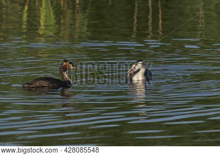 Great Crested Grebe (podiceps Cristatus) Feedings Its Juvenile Chick With A Recently Caught Fish At 