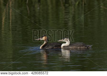 Great Crested Grebe (podiceps Cristatus) With Juvenile Chick On A Lake At Ham Wall In Somerset, Unit