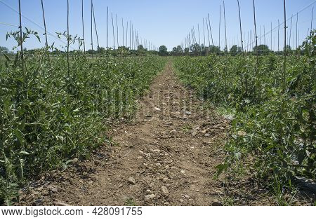 Tomatoes Plantation Furrows With Spalier. Vegas Bajas Del Guadiana, Spain