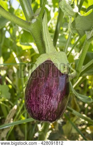 White Streaked Gandia Aubergine O Listada De Gandia