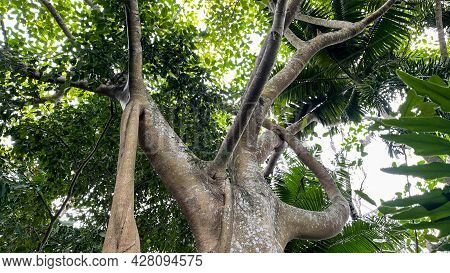 A Unique Banyon Tree Trunk Found At A Botanical Garden