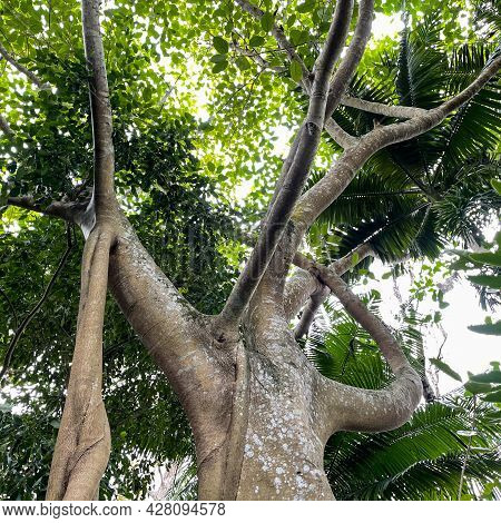 A Unique Banyon Tree Trunk Found At A Botanical Garden