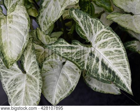 The Arrowhead Plant Or Botanical Name Syngonium Podophyllum Grows In Tropical Areas