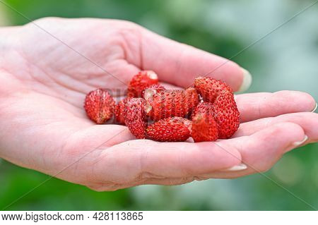 Wild Strawberries Handpicked In Garden Ready To Eat