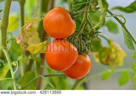 Three Tomatot Ready To Be Picked And Eaten