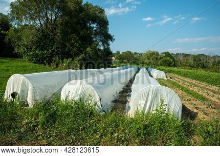 View Of An Organic Vegetable Garden With White Garden Fabris Covered Hoops Protecting Long Rows Of T