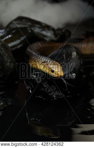 Drymarchon On The Background Of Cameos, Fog. Snake Art