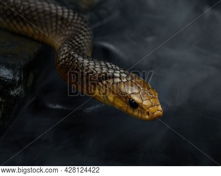 Drymarchon On The Background Of Cameos, Fog. Snake Art