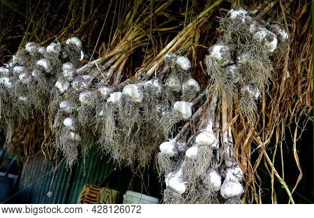 Drying Kitchen Garlic In A Bundle Under The Barn Roof. Hanging Roots Down. White Peels Protect Onion