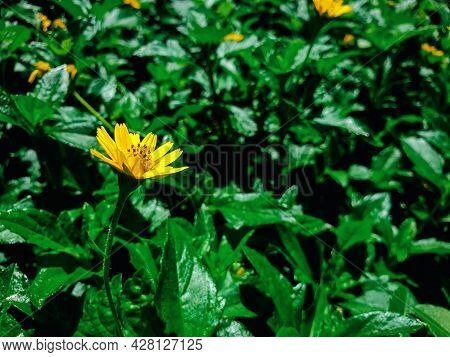 Flower (melampodium Paludosum Flower)