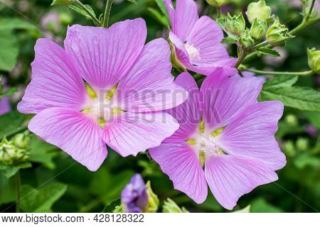 Malva Alcea Is A Plant In The Mallow Family. Purple Mallow In Summer, Card With Floral Pattern. Natu