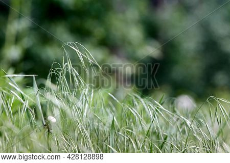 Sprout Of Bromus Tectorum, Downy Brome, Drooping Brome Or Cheatgrass Selective Focus Closeup Macro G