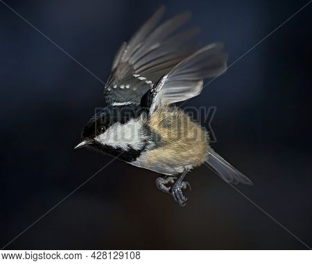 Bird Frozen In Flight With Dark Background