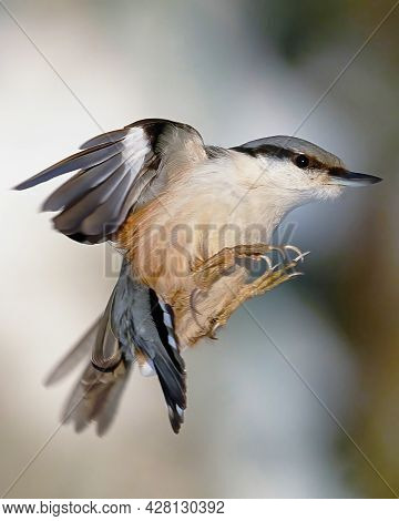 Close Up Of Bird Frozen In Flight