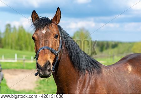 Portrait Of A Horse, Brown,chestnut Horse.thoroughbred Youngster Posing On The Green Meadow Summerti