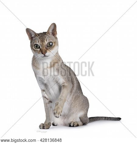Senior Male Singapura Cat, Sitting Up Facing Front With One Paw Playful In Air. Looking Towards Came