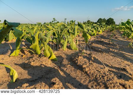 Close-up Of Rows In A Field With Half-dried Sugar Beet On A Hot Sunny Summer Day. Concept Of Crop De