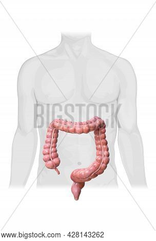 Iron Metabolism. From Liver, Intestine And Spleen. Ferrum Circulation, Recycling, Stores And Absorpt