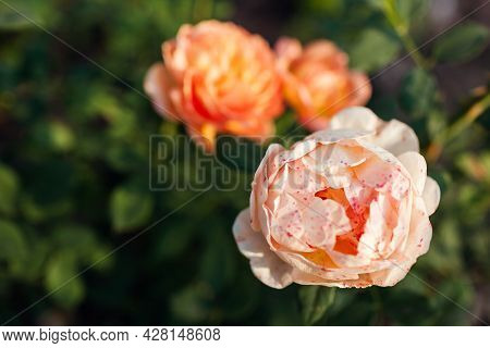 Orange Salmon Rose Lady Of Shalott Blooming In Summer Garden. English Austin Selection Roses Flowers