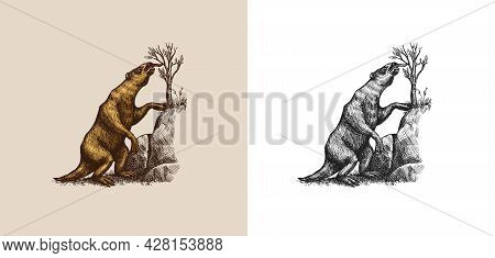Ground Sloth Or Megatheriidae. Prehistoric Mammals. Extinct Animal. Vintage Retro Vector Illustratio