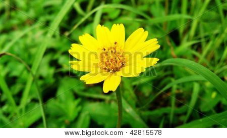 Yellow Flower