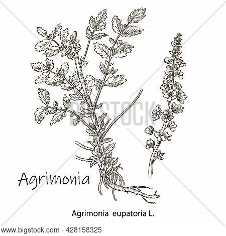 The Medicinal Plant Is The Common Burdock Or Agrimonia Eupatoria. Hand Drawn Botanical Vector Illust