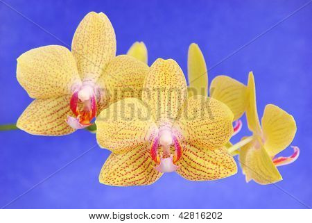 Phalenopsis Brother Girl Beautiful Yellow Orchid Branch Against