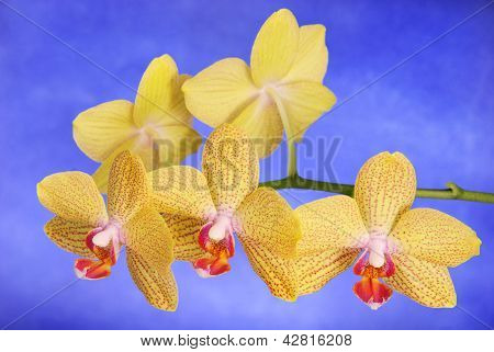 Phalenopsis Brother Girl Beautiful Yellow Orchid Branch Against