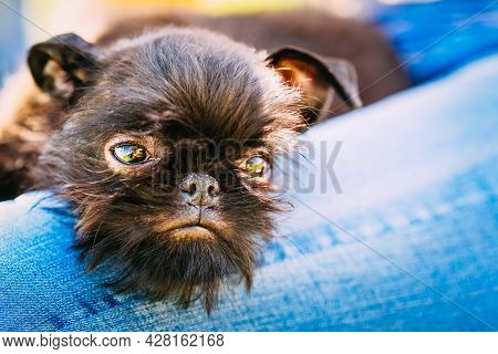 Close Up Black Dog Griffon Bruxellois Brussels Griffon, Griffon Belge Sleeping On Womans Lap