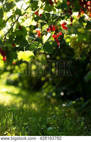 Vertical Shot Of Red Currant Bush With Berries Against Green Grass Wit. Summer Vertical Natural Back