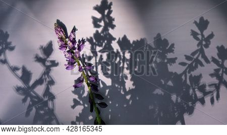 Shadow Of The Flowers And Summer Field Flower. Hard Shadows Projected  On Blue Grey Surface Backgrou