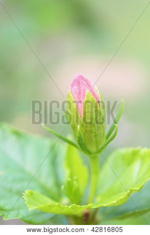 Portre, Çin gül çiçeği (hibicus Rosa Sinensis)