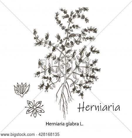 Herniaria Glabra, Medicinal Plant. Hand Drawn Botanical Vector Illustration