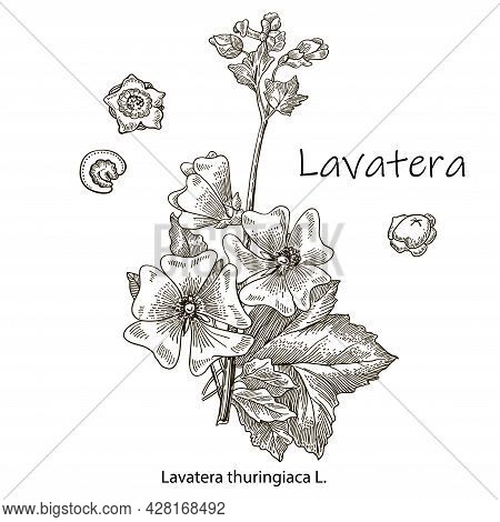 Sketch The Blooming Lavatera. Vector Illustration. Floral Botanical Flower. Isolated Illustration El