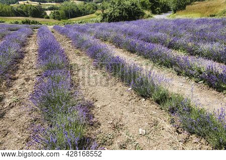 Lavender Fields In Bloom In July In Sale San Giovanni, In The Piedmontese Langhe