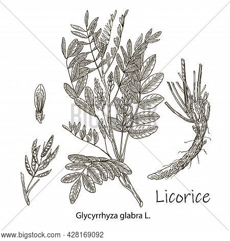 Liquorice. Vector Hand Drawn Plant. Botanical Plant Illustration. Vintage Medicinal Plant Sketch.