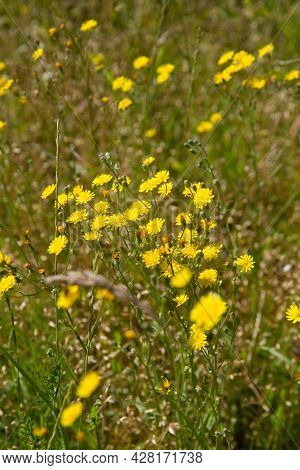 Rough Hawksbeard (crepis Biennis) Plant Blooming In A Meadow