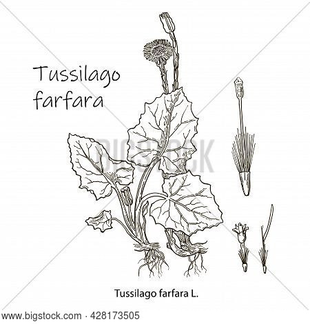 Coltsfoot Tussilago Farfara - Medicinal Plant. Hand Drawn Botanical Vector Illustration