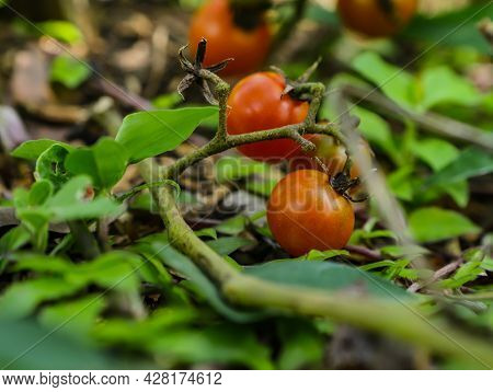 Cherry Tomatoes (solanum Lycopersicum Var. Cerasiforme) Still On The Tree With Other Fruits Around, 