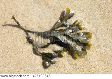 The Bladder Wrack (fucus Vesiculosus) Is A Widely Used In The North Atlantic And In The North And Ba