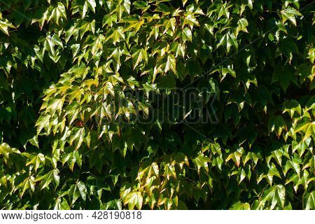 Wall Full Of Creeper Plant Green Leaves With Sunlight Reflections