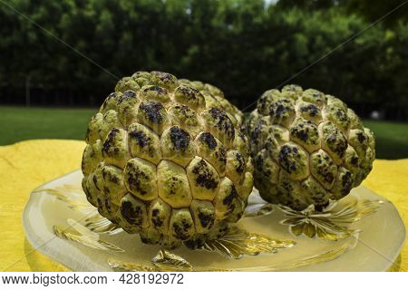 Fresh Custard Apple Fruits Also Known As Sugar-apples Or Sharifa Name Annona Squamosa. Sweet Fruits 
