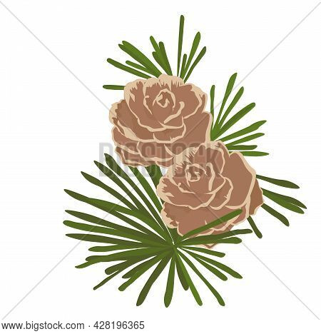 A Bump On A Branch Is A Vector Stock Illustration. A Beautiful Evergreen Coniferous Tree. Pine, Spru