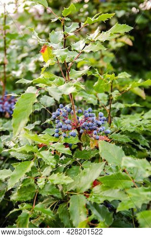 Blue Berries Mahonia Aquifolium (oregon-grape Or Oregon Grape) And Bush Is A Species Of Flowering Pl